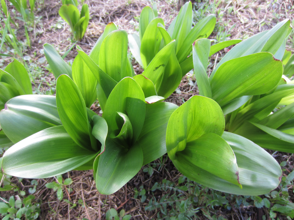 Jesienka obyčajná (Colchicum autumnale) - na jar zo zeme vyrastajú tmavozelené, čiarkovito kopijovité šťavnaté listy.
