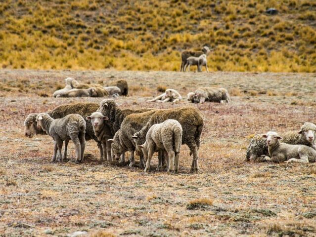 novy zeland