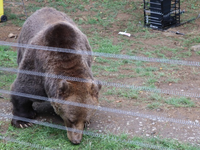 zoo, kontajnery, medvede