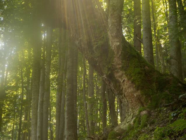 Veľká Fatra, velikán, gigant, les