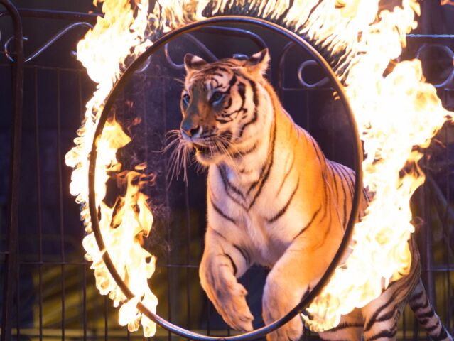 Cirkus / Tiger /