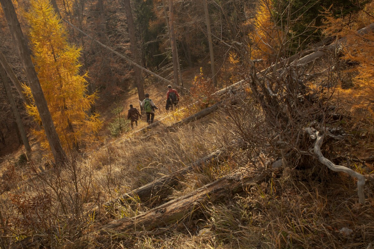 Slovenský raj, zhorený les