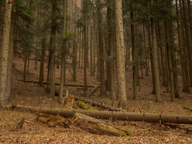 Pieniny, jedle