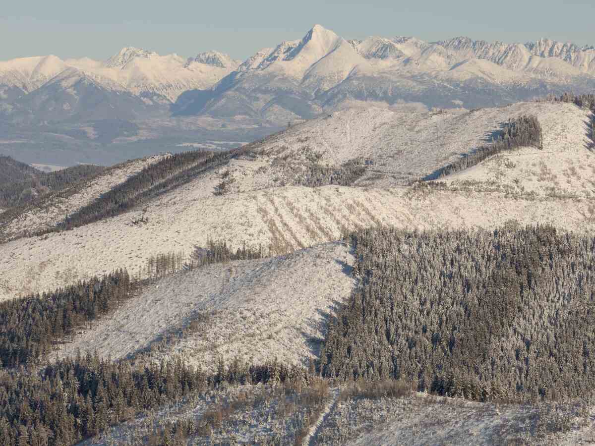 NAPANT, Nízke Tatry, rúbanisko