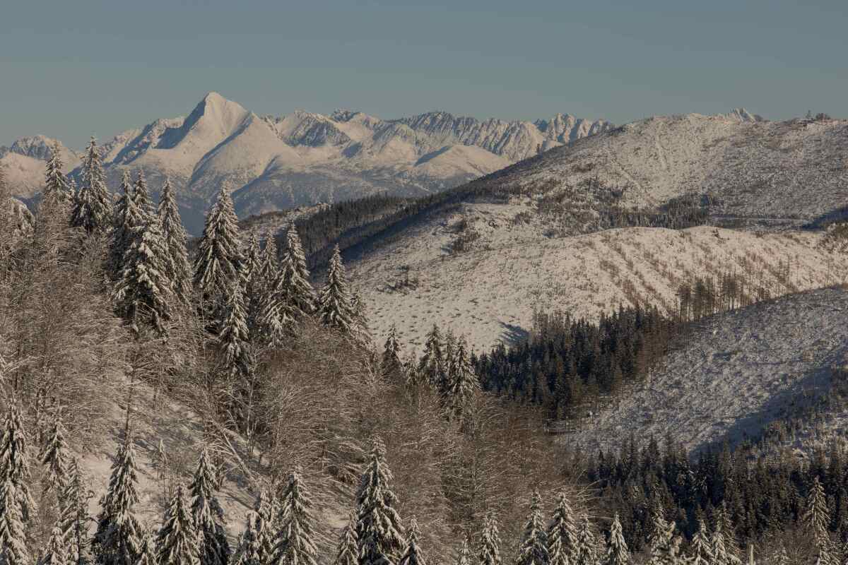 NAPANT, Nízke Tatry, rúbanisko, Kriváň