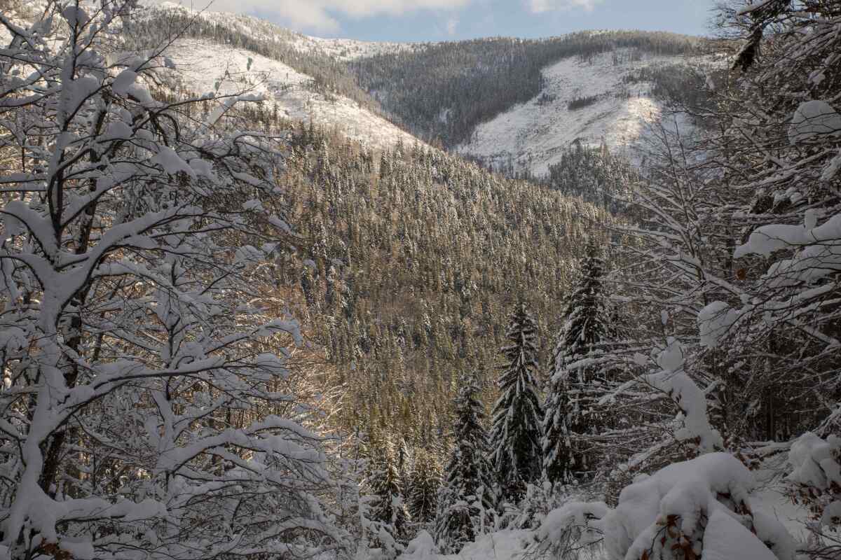 NAPANT, Vajskovská dolina, rúbanisko
