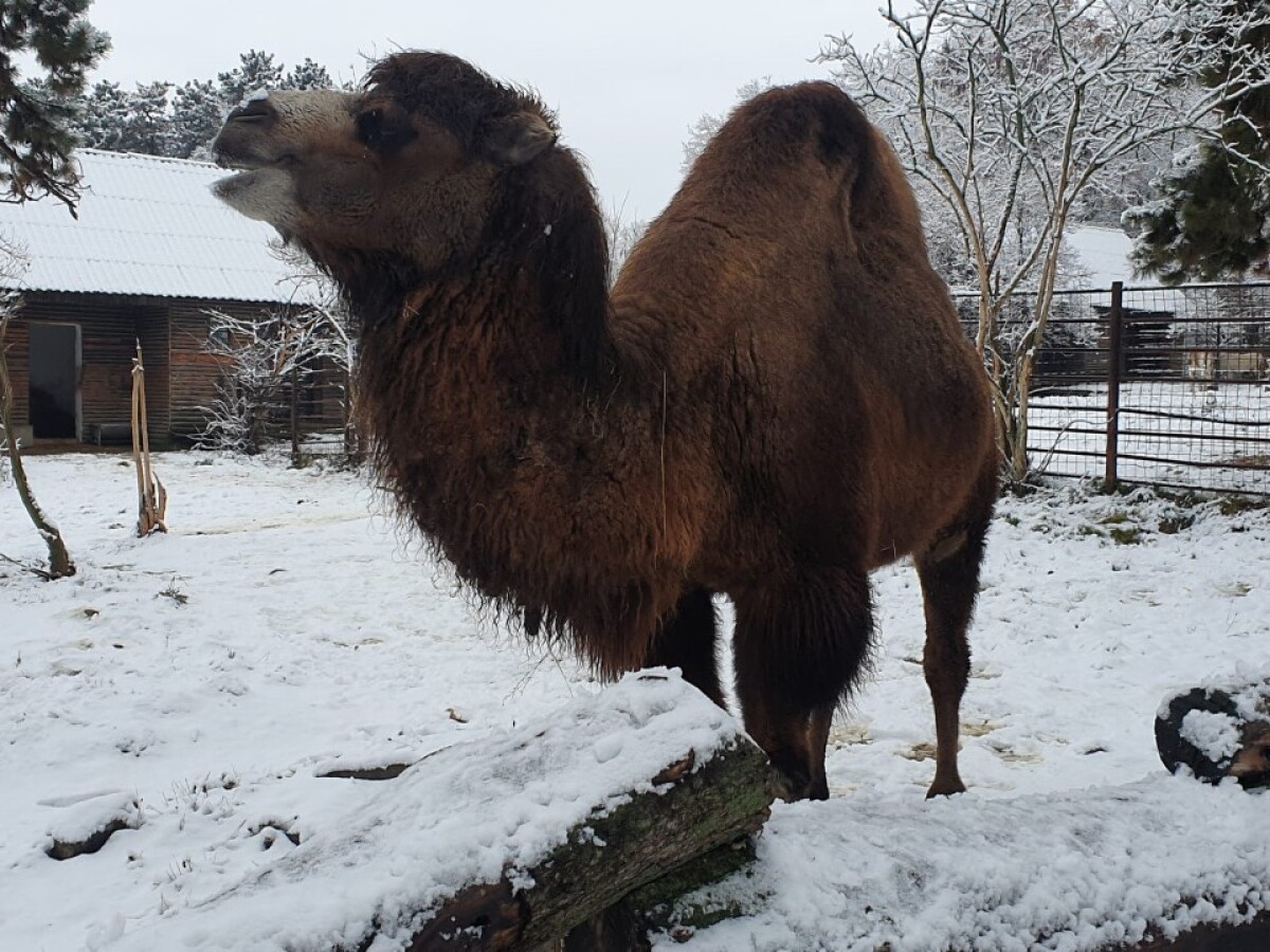 Bojnice, zoo