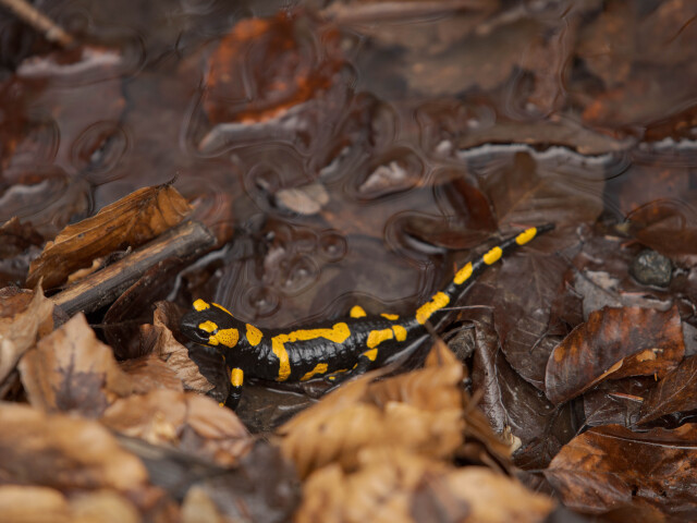 Salamandra