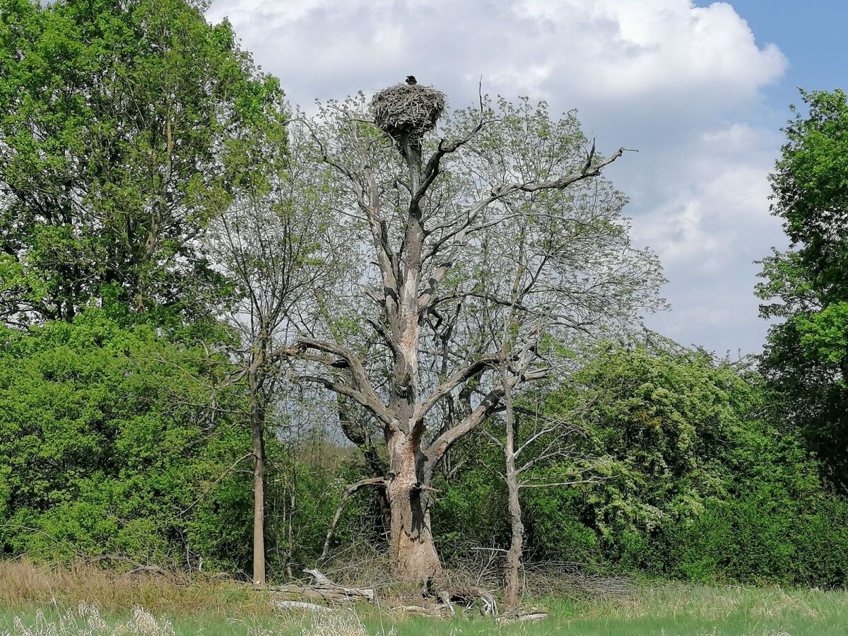 Bocian, hniezdo