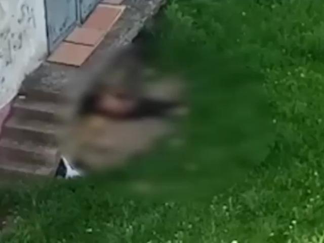 obťažovanie pes