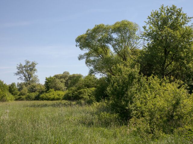 Dálovský močiar, ipeľ
