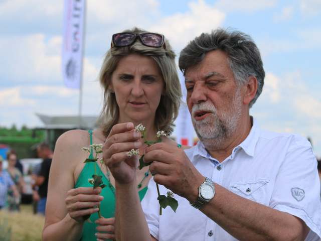V čase nedostatku pohánky, ktorú pestuje Ukrajina, sa Slovensko môže spoľahnúť na svoje odrody. Na snímke Silvia Cabadajová a Pavol Hauptvogel z Národného poľnohospodárskeho a potravinárskeho centra.