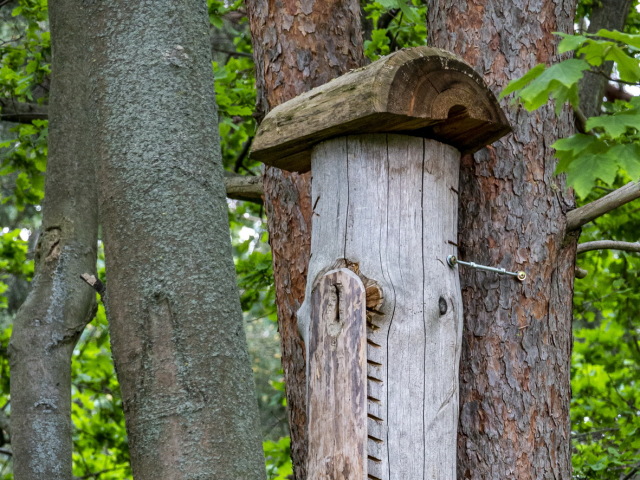 skazen, Wolsztyn, úľ, drevo, strom