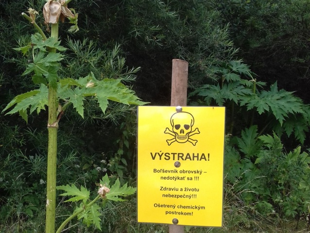 Likvidácia inváznych rastlín v Tatrách