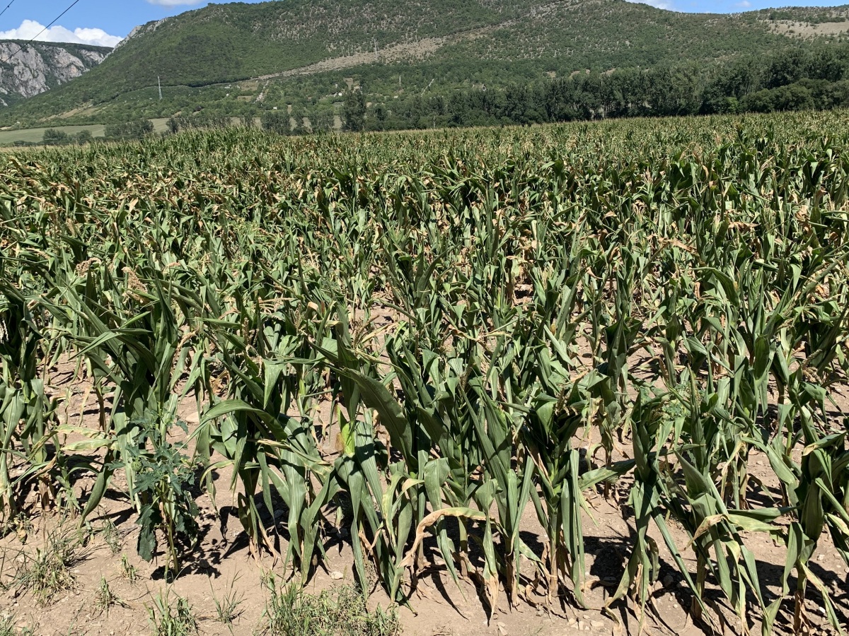 Agrodružstvo Turňa nad Bodvou
