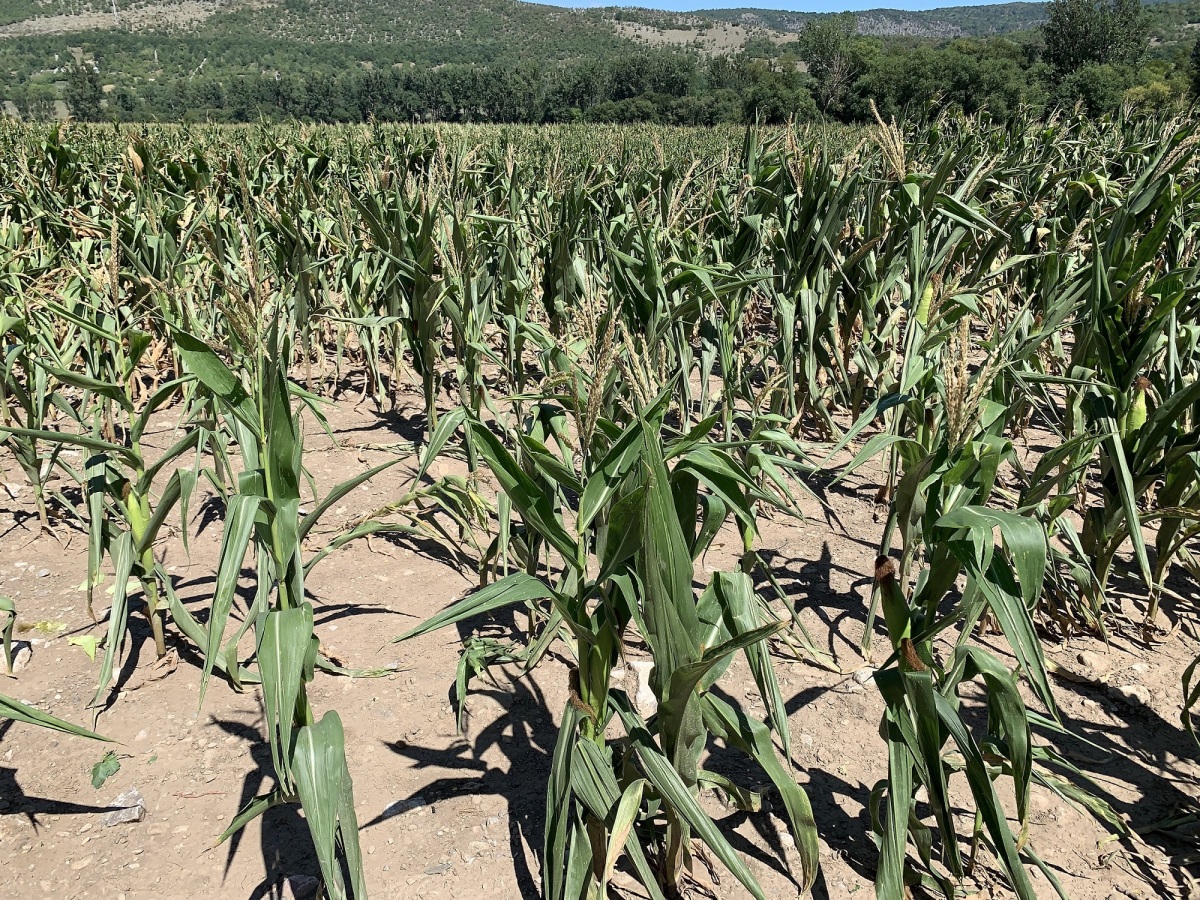 Agrodružstvo Turňa nad Bodvou