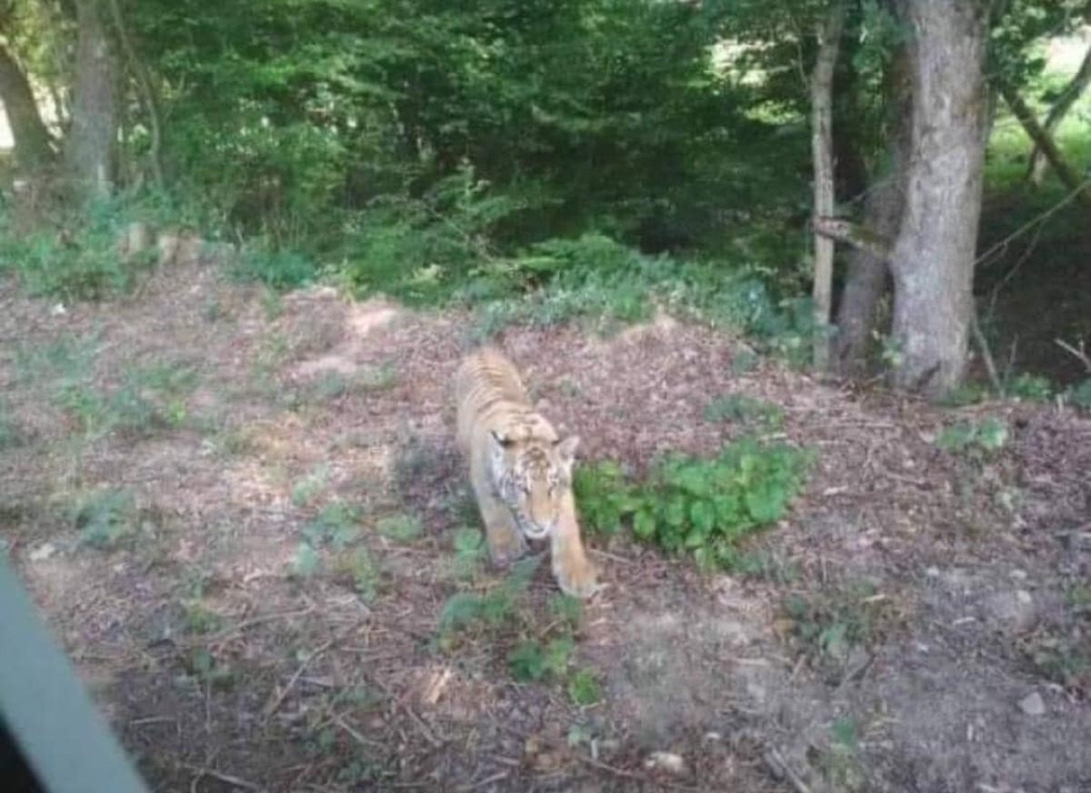 tiger