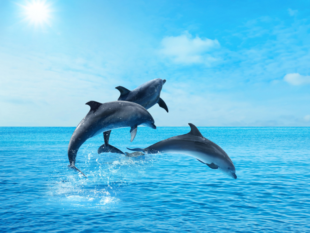 delfin