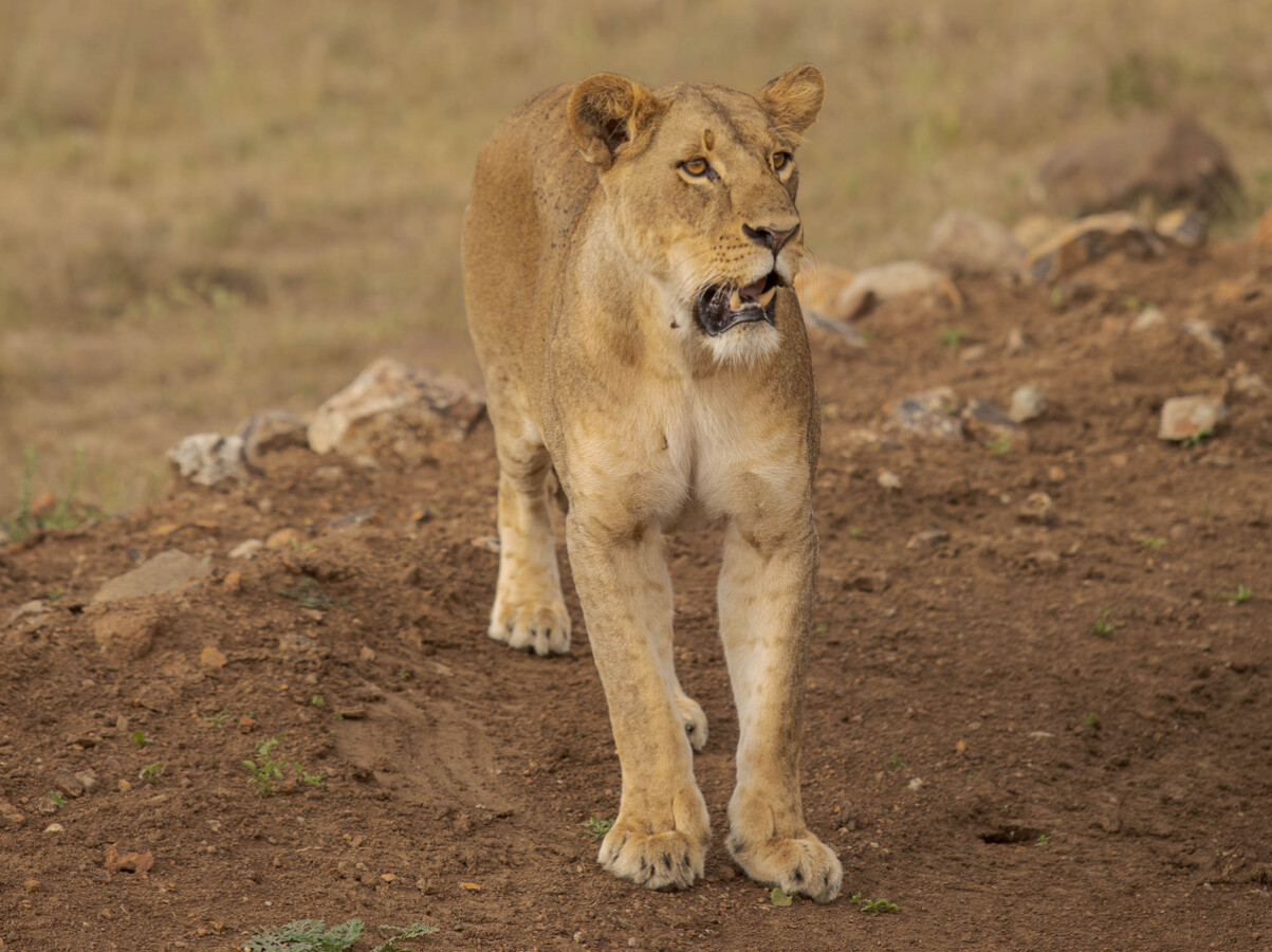 kena, narodny park nairobi, divocina, lev