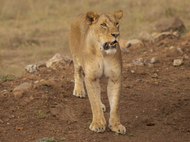 kena, narodny park nairobi, divocina, lev