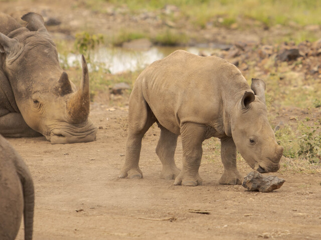 kena, narodny park nairobi, nosorozec ostronosy