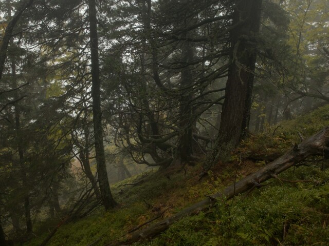 Tichá dolina, limba, prales, divočina, TANAP
