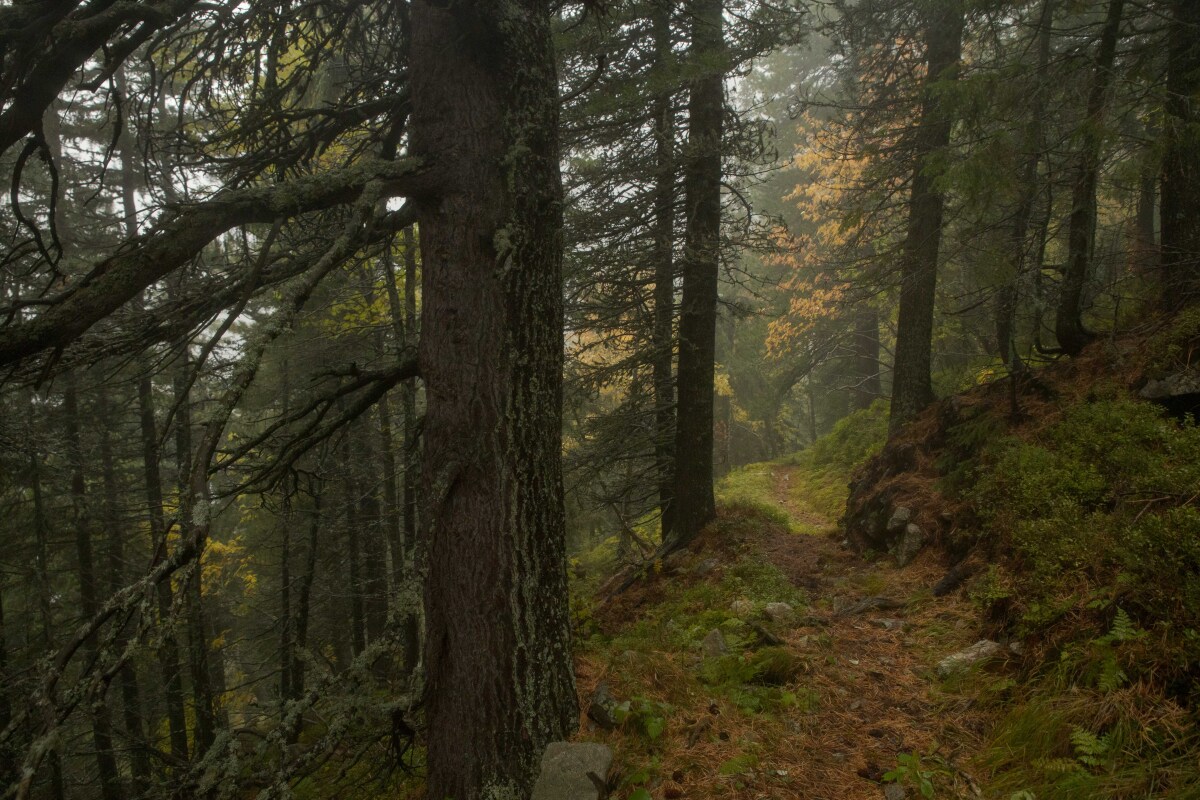 limba, prales, divočina, Tichá dolina, TANAP