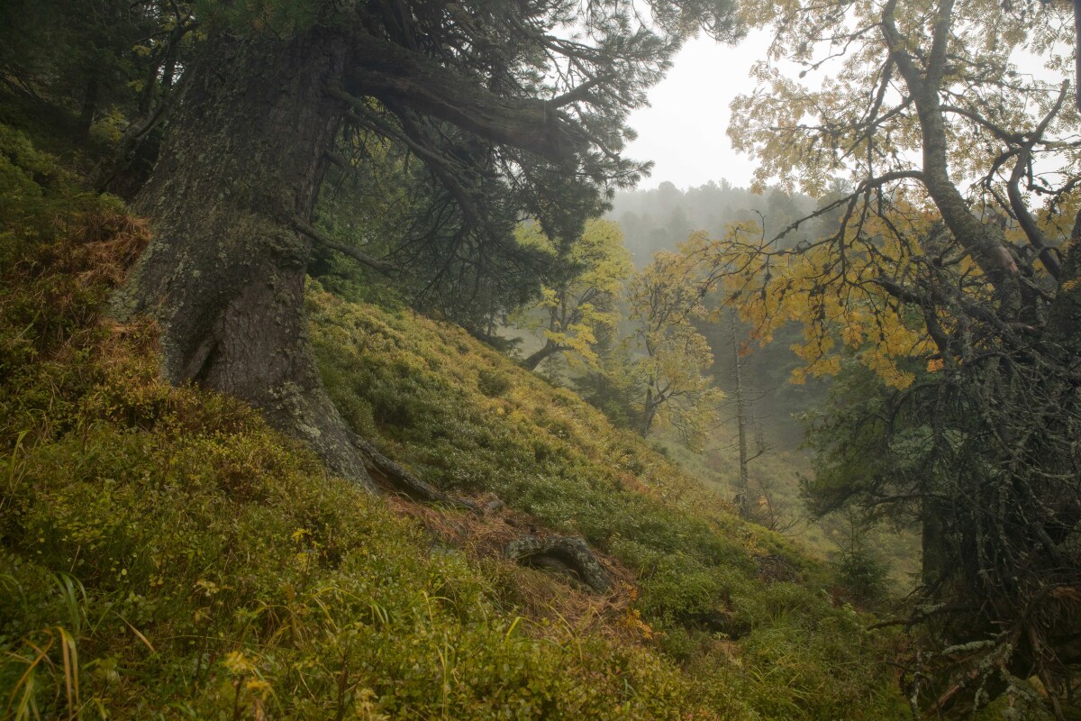 limba, Tichá dolina, divočina, prales, TANAP