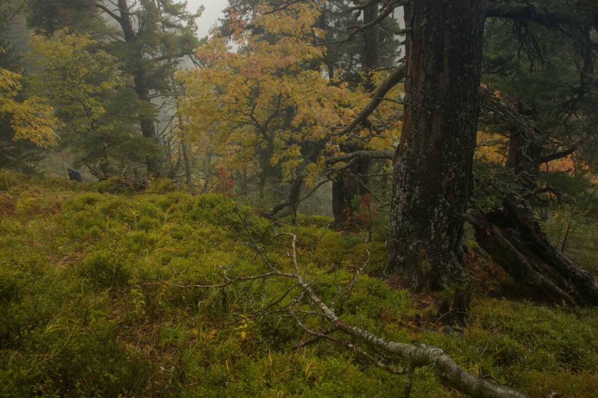 limba, Tichá dolina, TANAP, prales, divočina