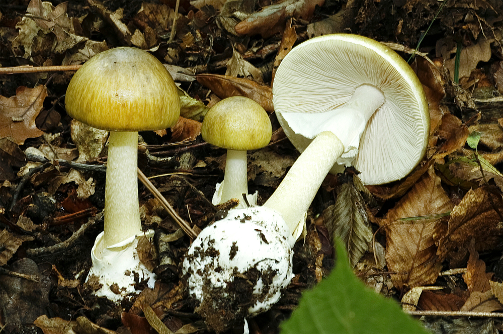 Smrteľne jedovatá huba Muchotrávka zelená. Jej zákernosť spočíva v tom, že prvé príznaky otravy - vracanie a hnačky - sa dostavia 6-24 hodín po konzumácii. Po fáze tráviacich ťažkostí nastane fáza zlepšenia, ktorá je len dočasná. Neskôr zlyhajú orgány.