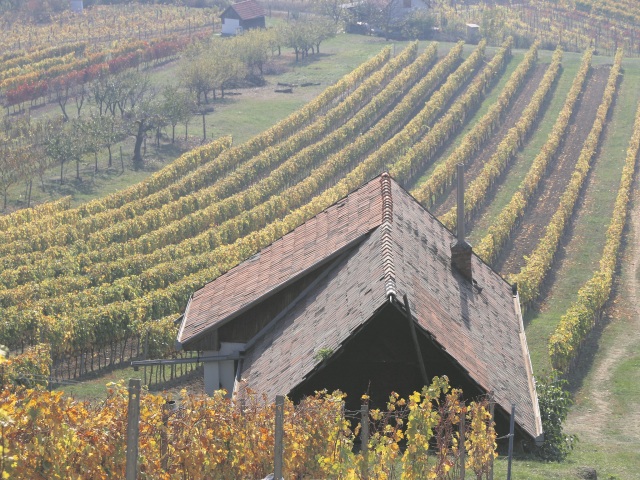 vinohrad, Nichta