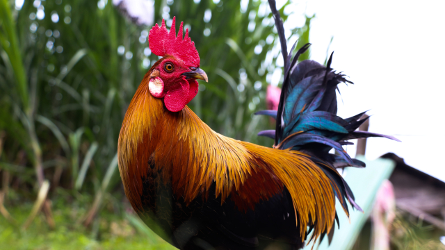 Kokety, márnivé ženy snažiace sa zaujať mužskú pozornosť odvodili od pomenovania kohúta coq, ktorého náramne pripomínali.
