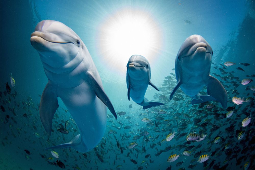 delfin