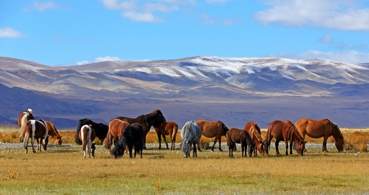 Mongolsko-shutterstock 513247414