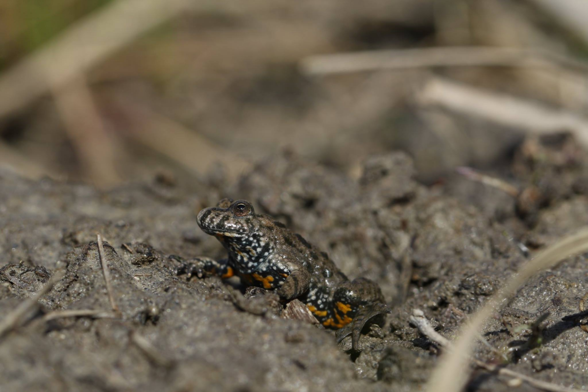 kunka cervenobrucha, zaba