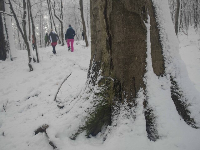 vychodne karpaty, les, zima