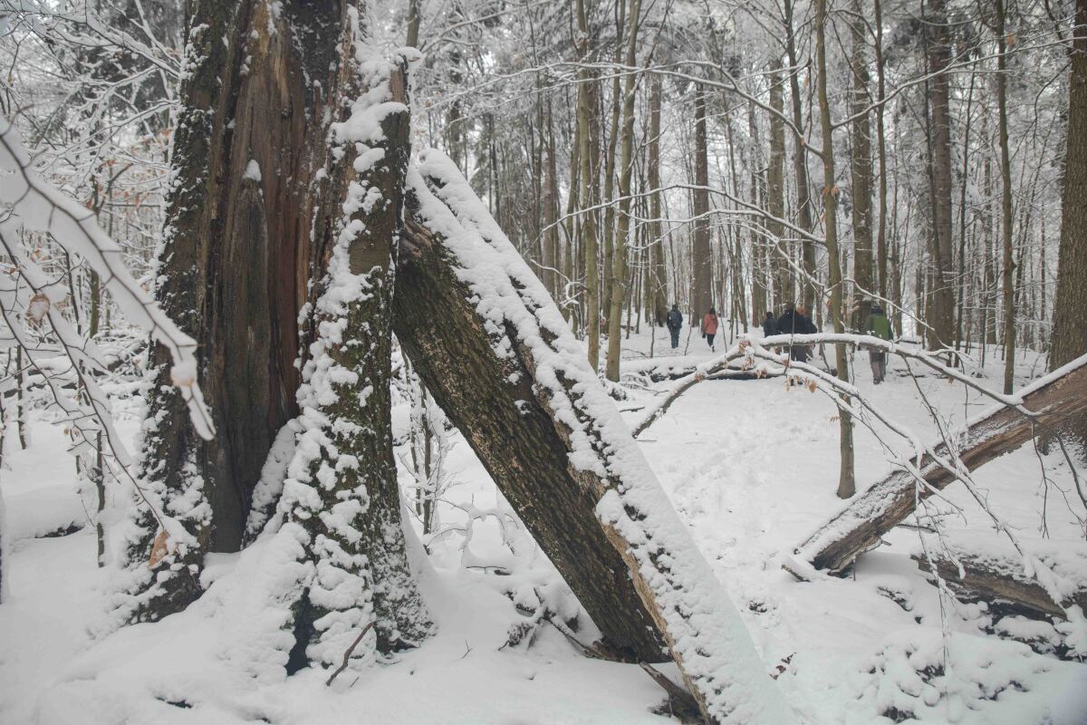 vychodne karpaty, les, popadane stromy,