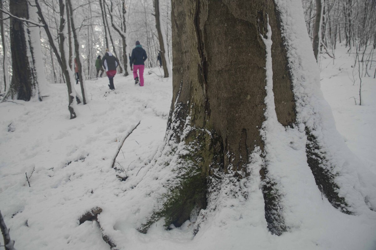 vychodne karpaty, les, zima