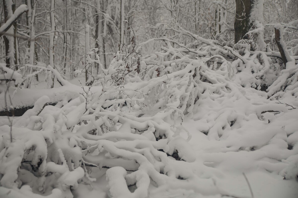 vychodne karpaty, popadane stromy, sneh, zima