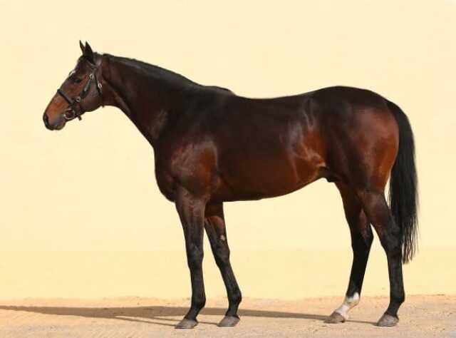 kôň, kadyrov