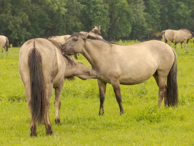 marchauen, moravske luhy, rakusko, konik