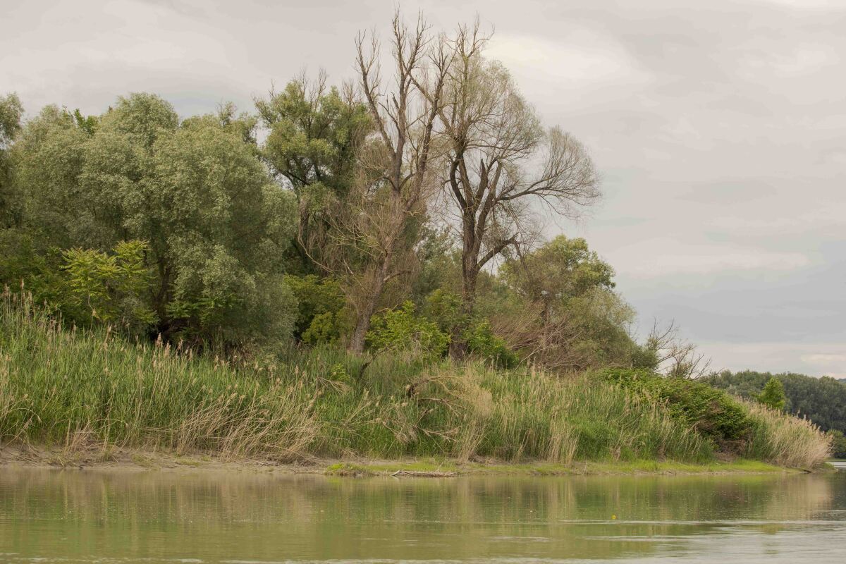 donau auen, dunajske luhy, rakusko, narodny park