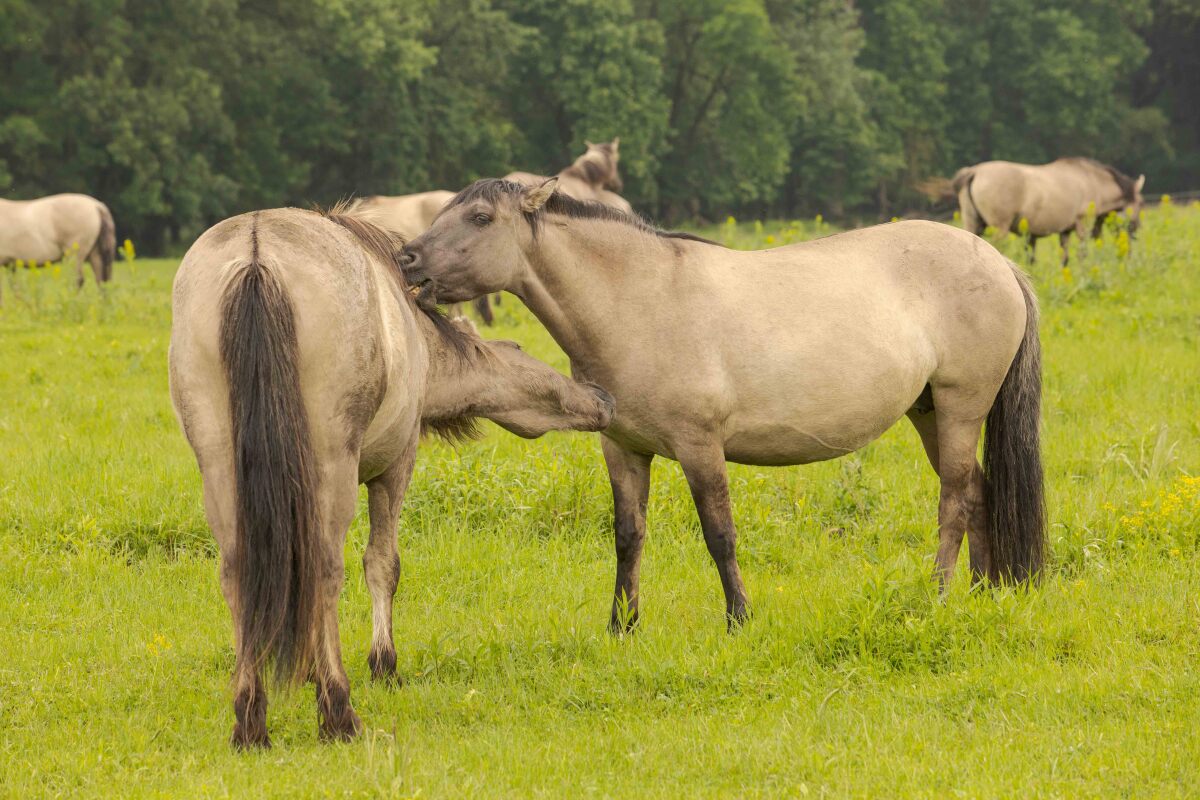 marchauen, moravske luhy, rakusko, konik