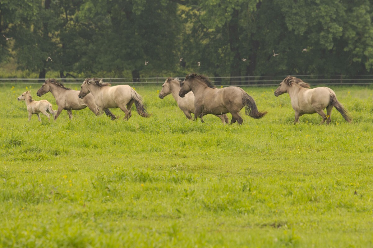 marchauen, moravske luhy, rakusko, konik
