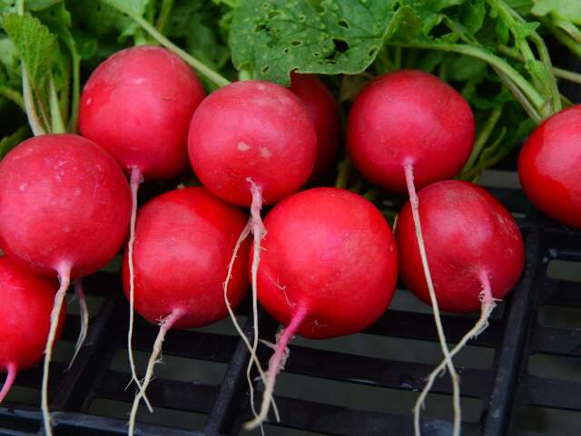 Reďkovka ‘Ester’