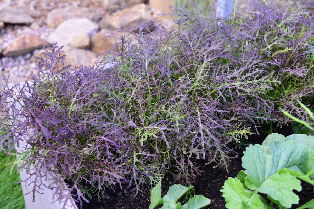baby leaf, Frilly Red Mustard
