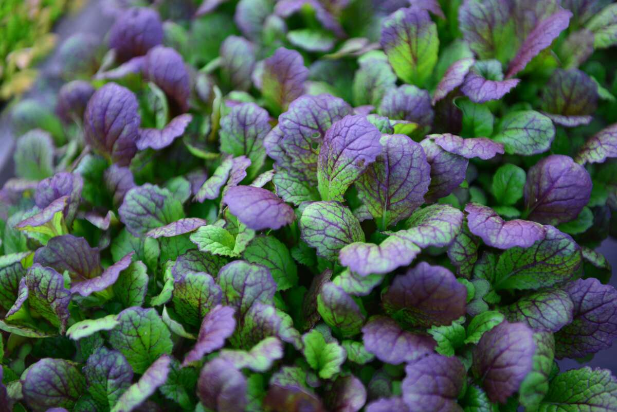 baby leaf, Red Giant Mustard