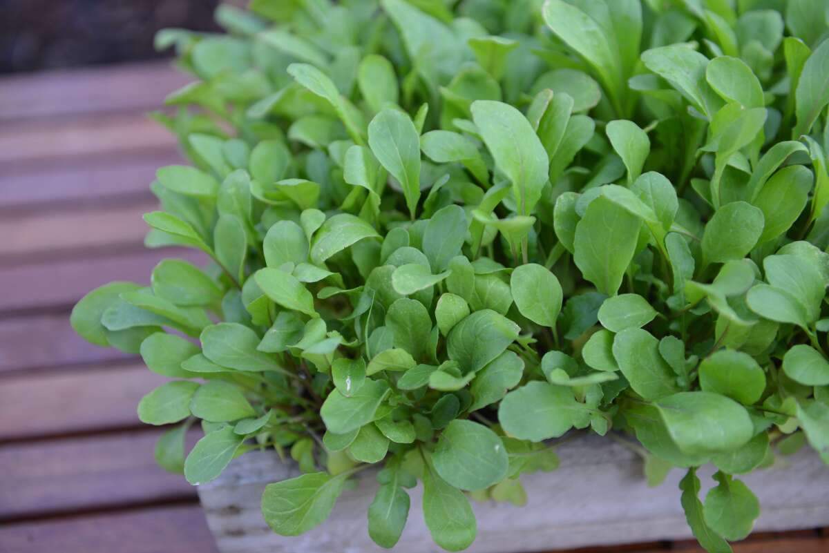baby leaf, rukola, eruka