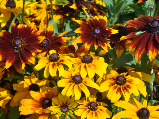 rudbekia