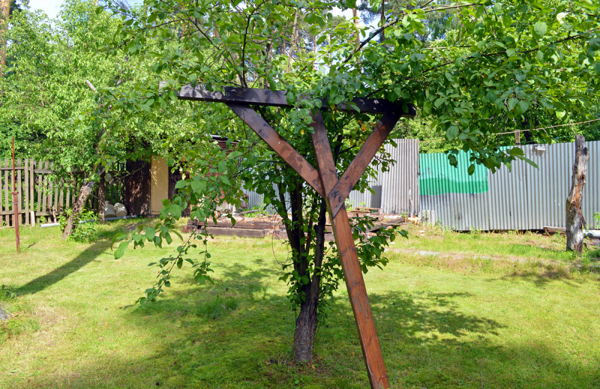 slivka, opora, nadúroda